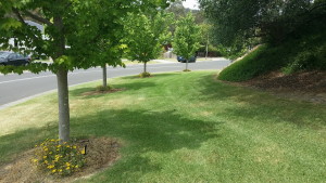 Lawn Mowing Doncaster East