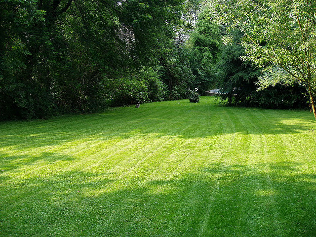 lawn