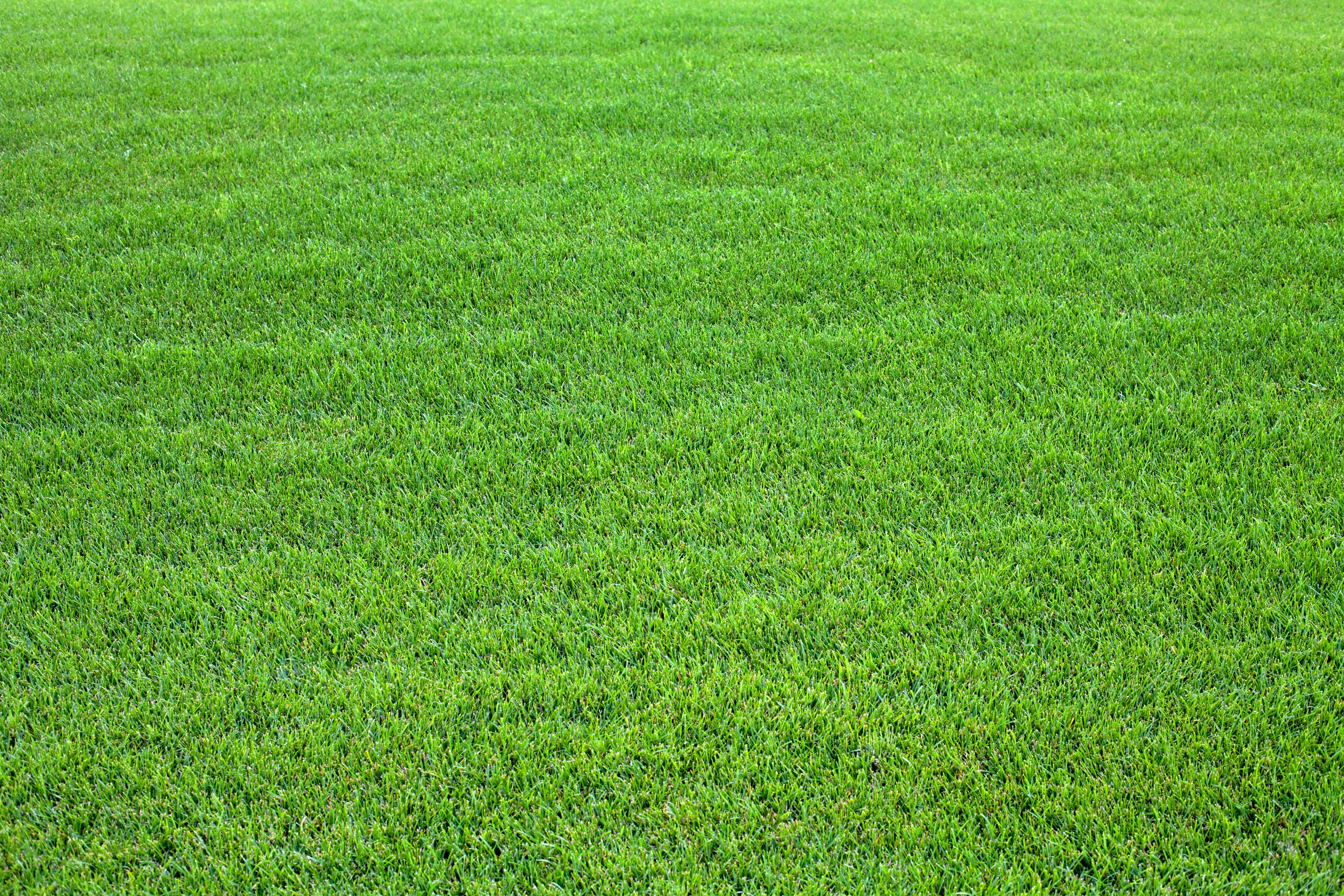 The best types of grass for Melbourne homes | Kikuyu Grass | Acre Lawns