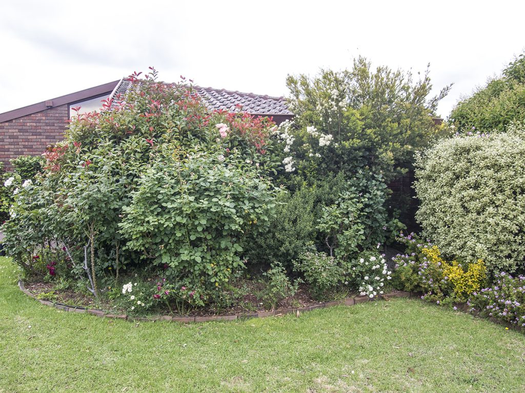 Acre Lawns - Hedging before